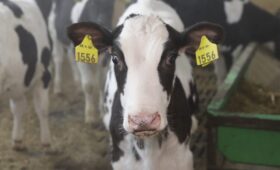 Инвестиции в строительство новых животноводческих комплексов — стратегический путь развития молочного скотоводства Вологодчины