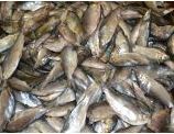 За первое полугодие в Курганской области на 11% выросла добыча рыбы