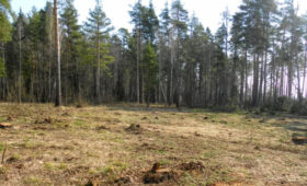 Свыше 86,6 тыс. га леса очистили от повреждненных деревьев в Подмосковье за 9 лет