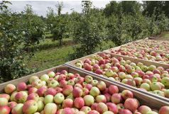 Нижегородским аграриям в 2021 году предоставят 23,5 млн рублей субсидий на развитие садоводства
