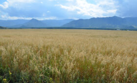 Фермеры Республики Алтай получат грантовую поддержку по направлению «Агростартап»