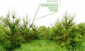 Лесоводственный уход в Чебоксарском лесничестве в 2021 году