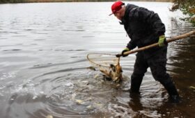 Нижегородская область: Тонна карпа выпущена в озеро Юхро для осуществления пастбищного рыбоводства