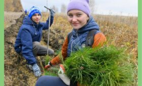 В Омской области перевыполнен план по воспроизводству лесов