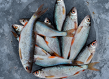 В Курганской области добыто рыбы больше на 400 тонн