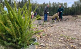 В ходе осенней акции «Сохраним лес» на территории Калужской области высажено около двух миллионов деревьев