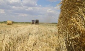 Глава Калмыкии Бату Хасиков: «Урожайность риса в республике выросла на 30%»