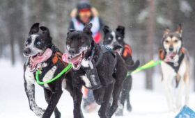 В рамках Фестиваля KareliaSkiFest состоялись гонки на собачьих упряжках
