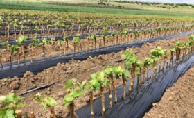 Минсельхоз Крыма освоил 83,74% средств субсидий на развитие отрасли виноградарства, запланированных на 2022 год