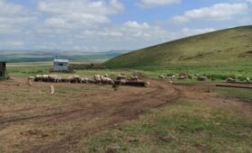 В Хакасии набирает обороты кампания по стрижке овец