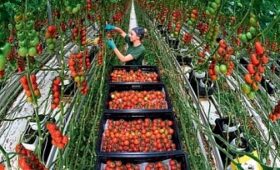 Карачаево-Черкесия вошла в топ регионов-лидеров по производству тепличных овощей